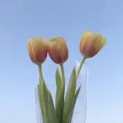 nalisaの画像