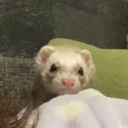 きのこの画像