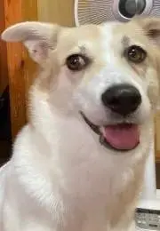 琥珀色☆