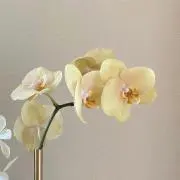 りんの画像