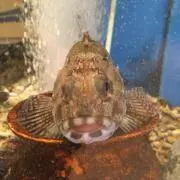 えぐちの画像