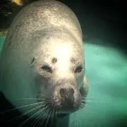 RONmiiの画像