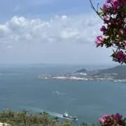 ひよこの画像