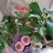 ブータンママ
