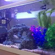 ちゃぴ♪