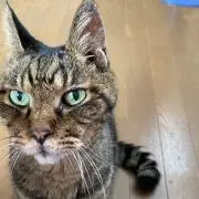 Chihirotty Tanaka
