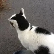 しろ
