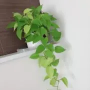 Rママ