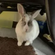 RaBbItの画像