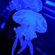 Hinakoの画像
