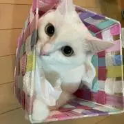 たけだの画像