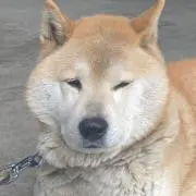 ししまるの画像
