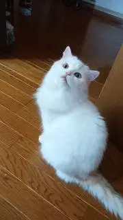 モコ公の画像