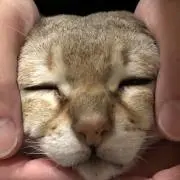S.Tomの画像