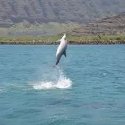 アラモアナの画像