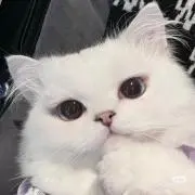 くらげの画像