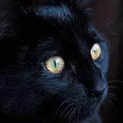 黒猫