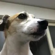 肉の画像