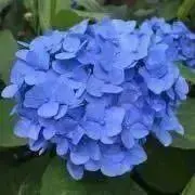 あじさいの画像