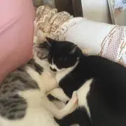 personaの画像