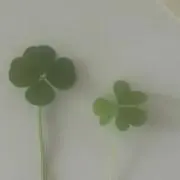 なつの画像