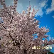 oharu ◆ 即購入・価格交渉大歓迎♪