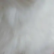 さくら