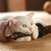 げんの画像