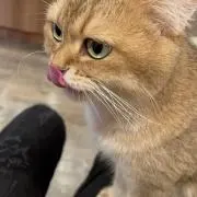 うちゃまるの画像