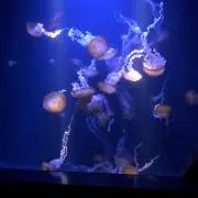 きよ子の画像