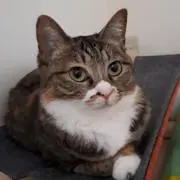 かそりーぬの画像
