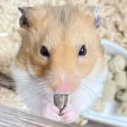 HAM☆5/28〜6/16お値引プロフ！の画像