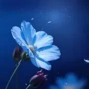 Hana～グッズ整理中～の画像