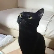 ガナーズ