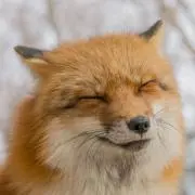 なみの画像