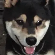 カオス君の画像