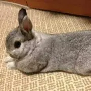 よりりん