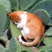 も