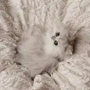 Rrrの画像