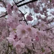 うめあや