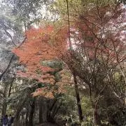 明里の画像