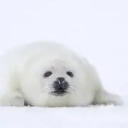 ‎( ᴖ ·̫ ᴖ )⭐︎の画像