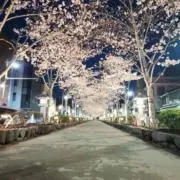 小豆の画像