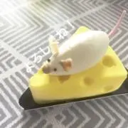 taromoの画像
