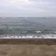 AAAパンダ募集
