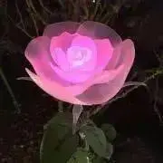 あーみーの画像
