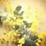 じぇしかの画像