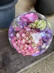 ちゃの画像