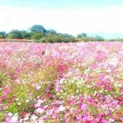 ひかる