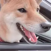 チキンダック